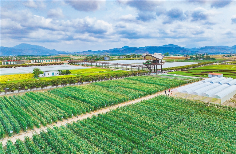 海墾集團堅持“項目為王”，多舉措推進產業升級與墾地融合