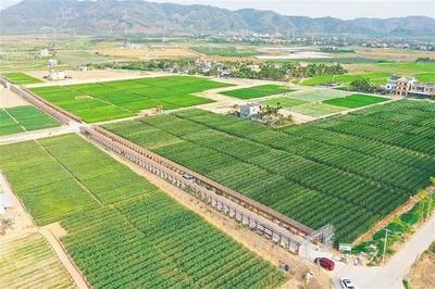 海墾南繁產(chǎn)業(yè)集團 深度參與南繁產(chǎn)業(yè)建設(shè)，打造種業(yè)新力量