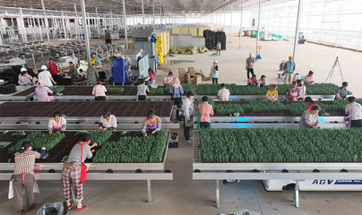 昆明市宜良縣現(xiàn)代種業(yè)項目進入試投產(chǎn)階段