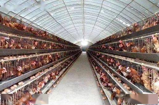 雞群熱應激的常態急救方法與管理策略